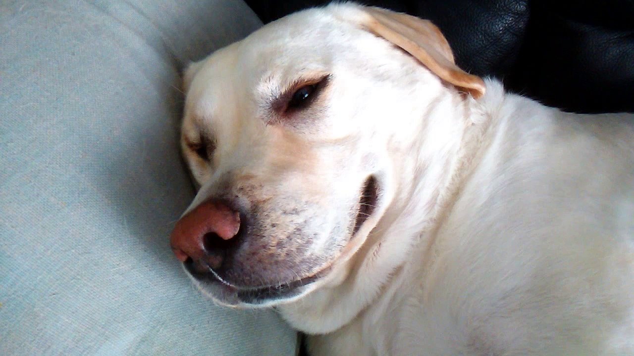 Le silence est labra-dort
