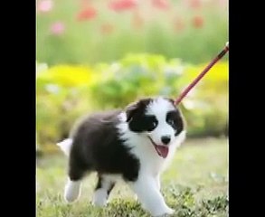 A puppy border collie Jubei　ボーダーコリー　十兵衛　