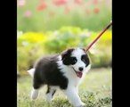 A puppy border collie Jubei　ボーダーコリー　十兵衛　