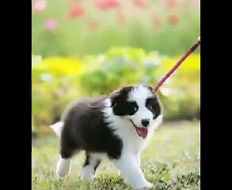 A puppy border collie Jubei　ボーダーコリー　十兵衛　