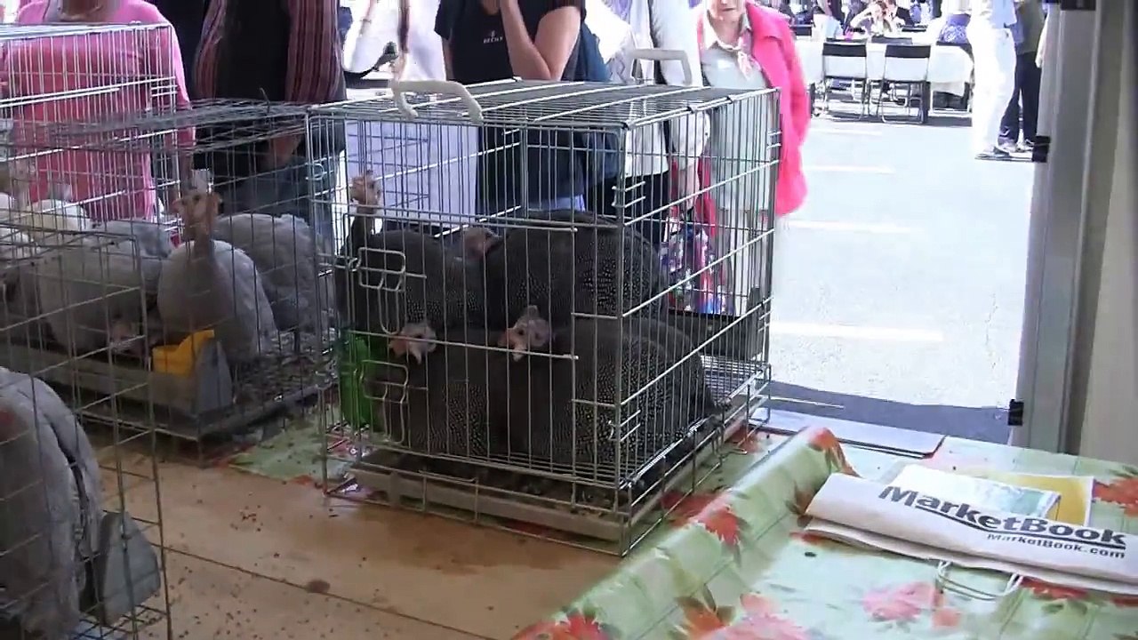 Забиякин В.А. Разведение и содержание цесарок. Выставка Агрорусь 2013