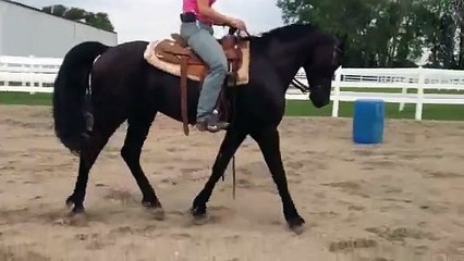 Friesian/ Arabian Horse
