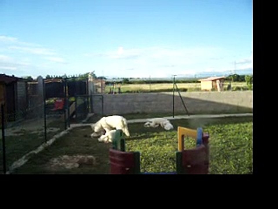 Chiots berger blanc suisse, le bonheur est dans le jardin