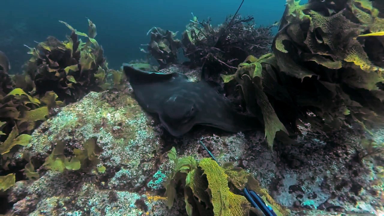 WildFox | New Zealand Spearfishing Collection (Kingfish, Snapper, Crayfish & More)