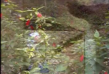 Carga Pesada - Abertura - 1979