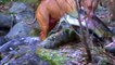 Un pitbull pêche des Saumons géants!