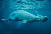 Así es el nacimiento de una ballena beluga