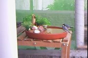 Pássaros Exóticos - Viveiro Externo - Pássaros tomando banho