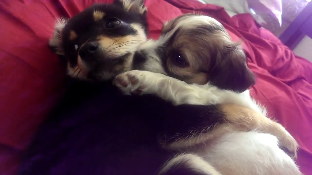 Cute Puppies Hugging Each Other
