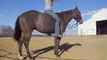 Boons Lil Freckles - Broke, dead quiet, handsome gelding