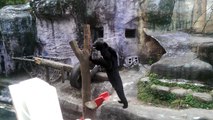 在臺北市立動物園跳舞者台灣黑熊 / Taiwanese black bear dancing at Taipei Zoo