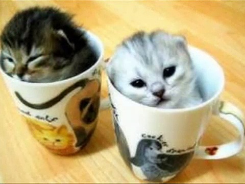 Rehab, cat!
