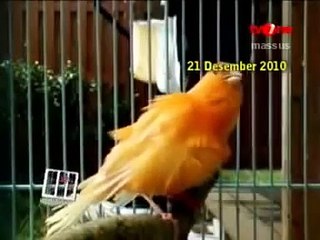 Cara Memulai Berternak Kenari Red Factor Dari Awal Hingga Sukses Bagi Pemula   Jendela Usaha TVONE