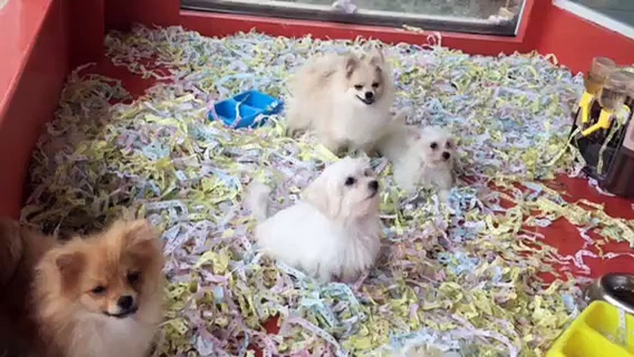 POMERANİAN VE MALTESE TERRİER YAVRULARI