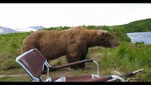 Wild Bear visits Russian Fisherman ! - Медведь и Рыбак ! Жесть !