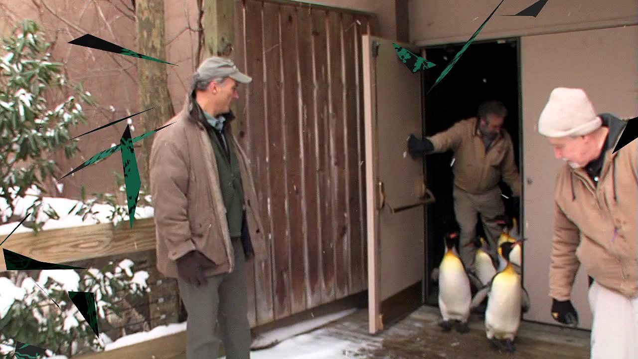 Zoo View Penguin Parade-Cincinnati Zoo