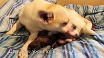 Denver's fourth puppy (Chihuahua Pug Mix Giving Birth)
