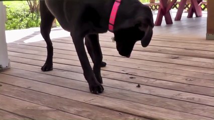Chocolate Lab Eats a Bumble Bee