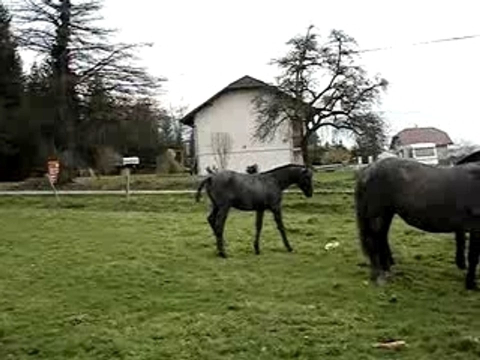 Poulains de camino - déc 2006 - 7 mois