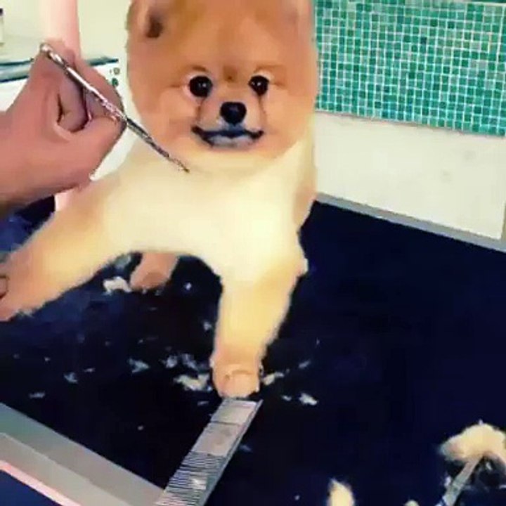 FCI SCR BELGELİ SON KALİTE BOO POMERANİAN