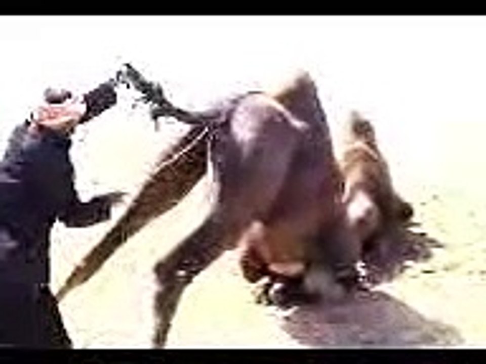 مصارعة الابل
