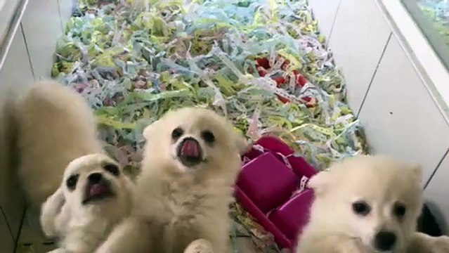 MİNYATÜR BEYAZ SPİTZ BEYAZ PEKİNEZ VE SİYAH PUG YAVRULARI