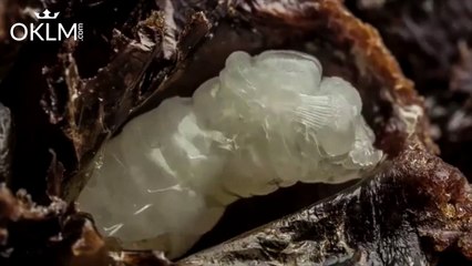 La naissance d'une abeille en time lapse