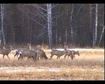 Косули во время дождя