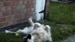 lucy the breakdancing dog