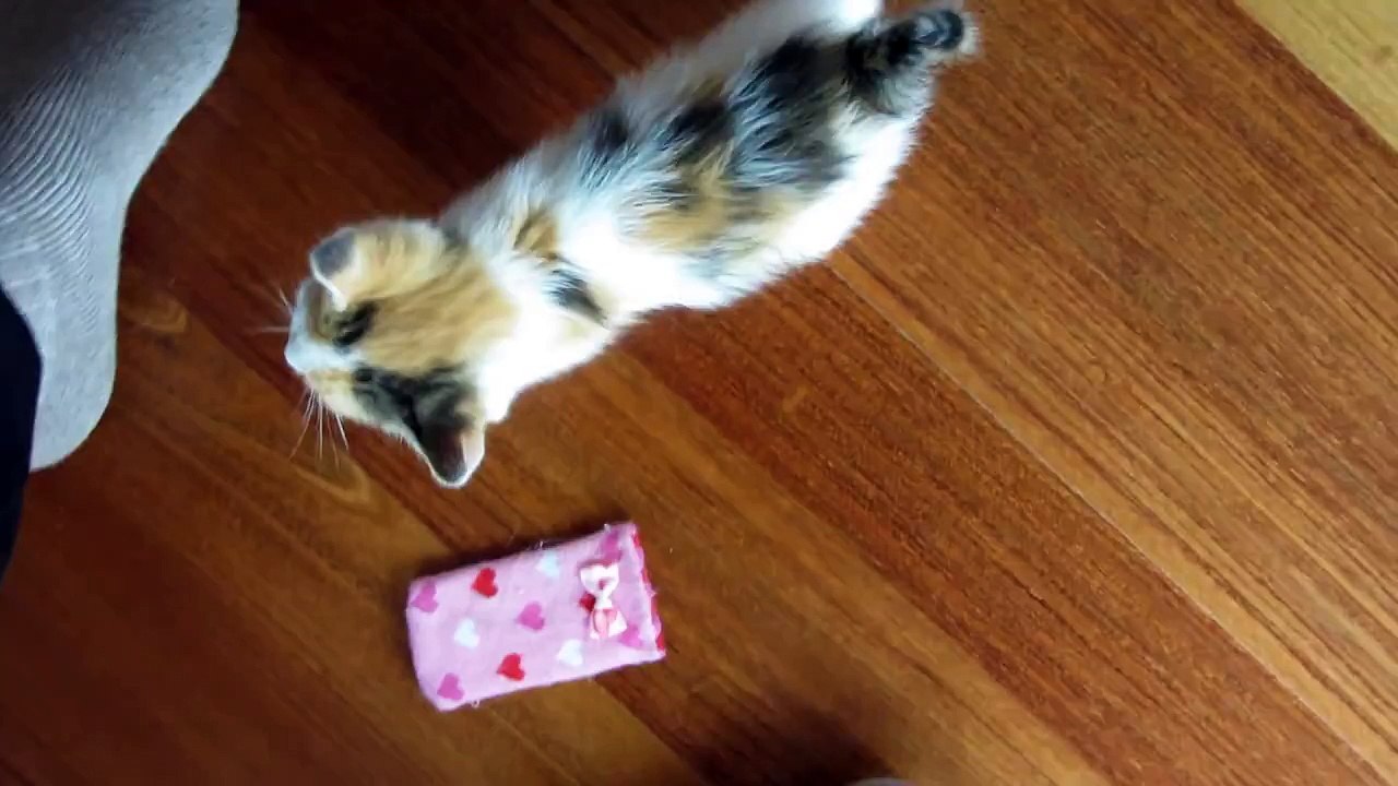 Cute small kittens meowing (Gattini miagolano) Jack Animals