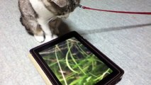 テルーの唄　と「猫」Cat play with iPad　amo 歌　猫が好きな曲  ゲド戦記