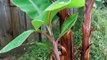 Bananas growing and fruiting in a cool Temperate climate.