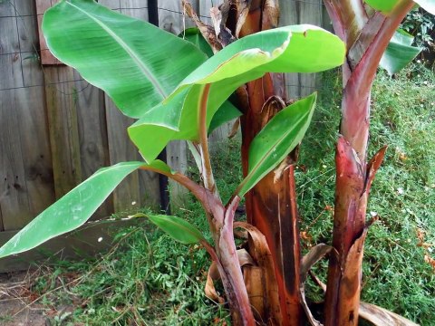 Bananas growing and fruiting in a cool Temperate climate.