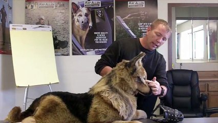 Fitting Muzzles - Where and How to Measure your Dog for Muzzles