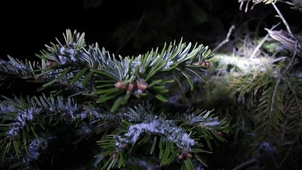 Scary wolf sounds at the night.mpg