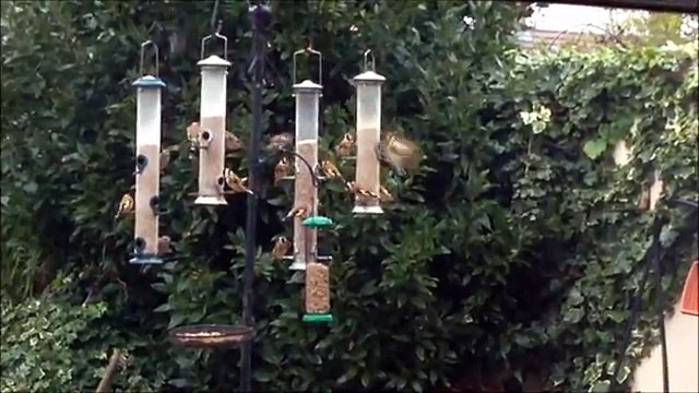 Busy UK Garden Bird Feeders (2015) (British Birds)