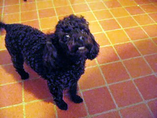 CUTE Toy Poodle Barking To Get Attention FUNNY