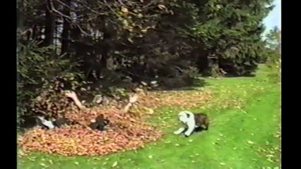 Bulldogs Are Awesome - Compilation