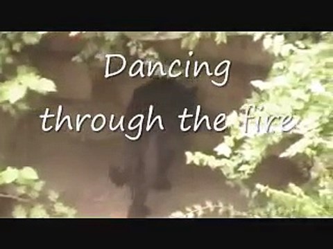 Katy Perry Roar Lyric Video - Katy Perry Roar Lyric Video Cover w/ WILD TIGER