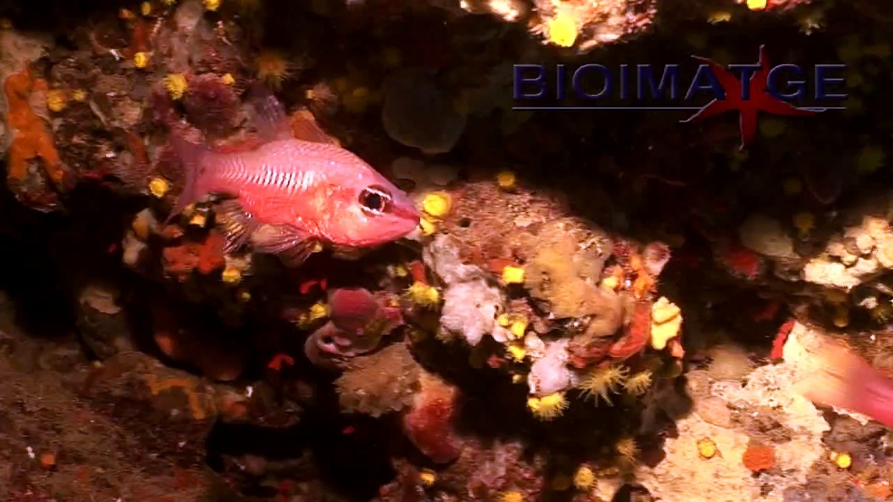 Peces de noche