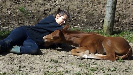 1 Day old Rose Quarter Horse gets a cuddle: MOONLIGHT ROSE McCUE, 2015 filly