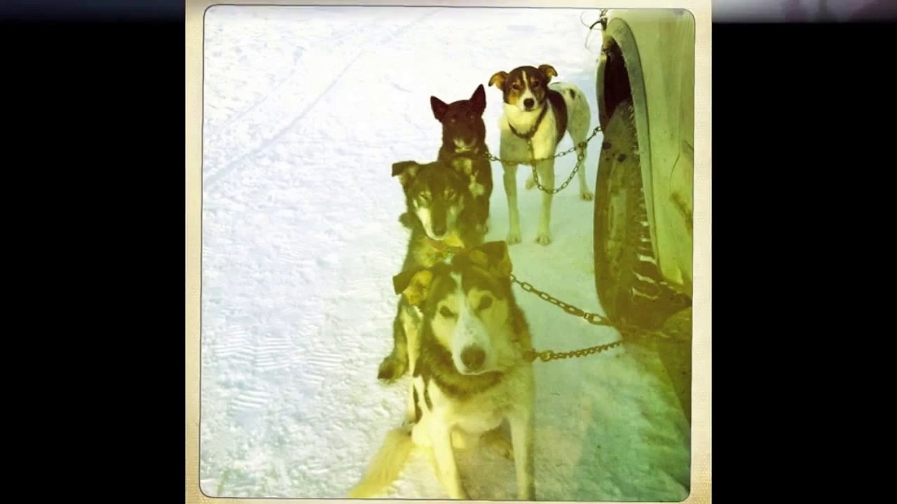 winter 2011/2012- Kingmik Dog Sled Tours
