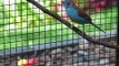 Lovely coloured finches in an aviary - Gouldians, Cordon Bleu, Zebras ++