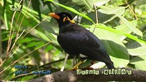 Wild Peers: Birds of Asia - Beo - Common Hill Myna
