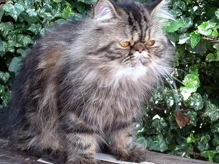 GATOS, BLANCOS, PERSAS Y OTROS. PERRO COCKER MUSICA CLASICA, "ROMANCE PARA VIOLIN" DE BEETHOVEN