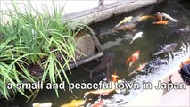 Japan Travel:  Wandering around Tsuwano with the Carp, Tsuwano Town, Shimane Prefecture, Japan