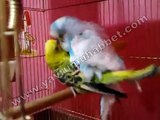 Muhabbet Kuşu Çiftleşmesi (ÇOK NET) Video