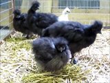 Junge Seidenhühner schwarz und weiß