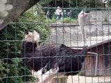 zoo de maubeuge