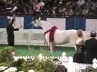 US Senior Halter Champion Presentations